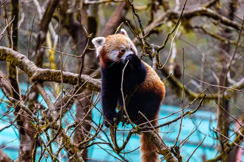Sfondo Panda Rosso 4K · animals · 3840×2560