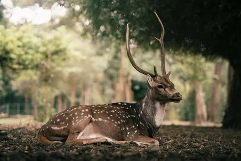Deer 4K Wallpaper · animals · 3840×2560