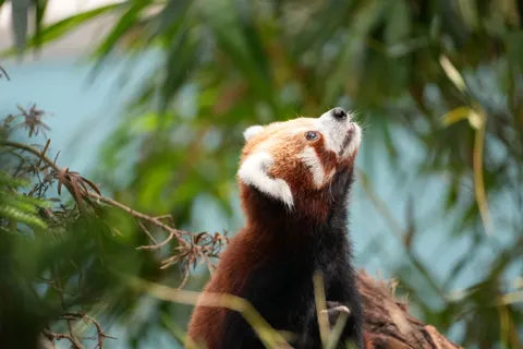 Rode Panda 4K-achtergrond · animals · 3840×2560
