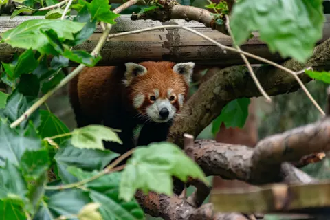 Rode Panda 4K-achtergrond · animals · 3840×2563