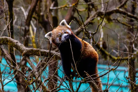 Rode Panda 4K-achtergrond · animals · 3840×2560