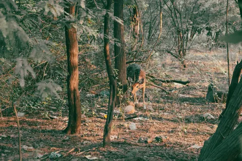 Fondo de pantalla Ciervo 4K · animals · 3840×2560
