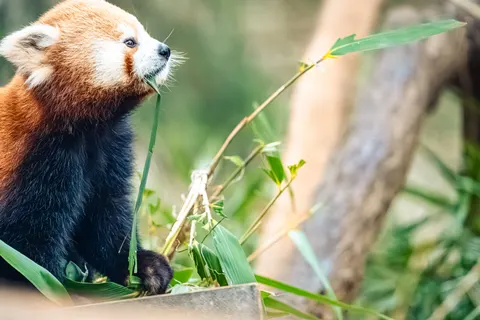 लाल पांडा 4K वॉलपेपर · animals · 3840×2560