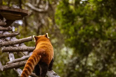 Rode Panda 4K-achtergrond · animals · 3840×2560