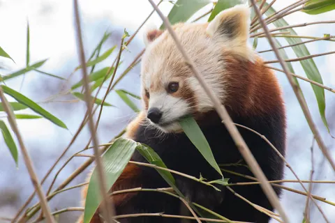 Rode Panda 4K-achtergrond · animals · 3840×2560