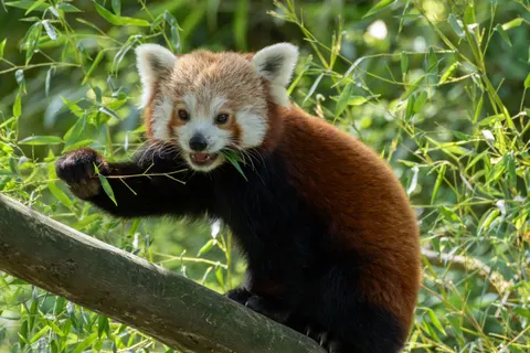 Roter Panda 4K Hintergrundbild · animals · 3840×2560