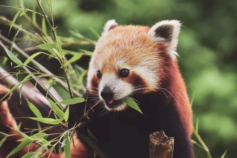 Roter Panda 4K Hintergrundbild · animals · 3840×2560