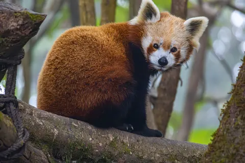 Rode Panda 4K-achtergrond · animals · 3840×2560