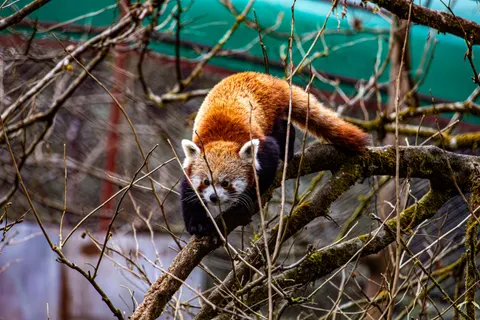 Fondo de pantalla Panda Rojo 4K · animals · 3840×2560