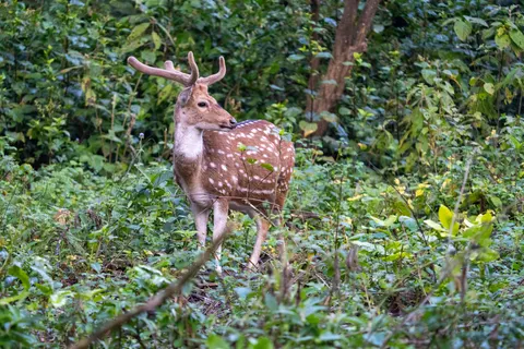 Hirsch 4K Hintergrundbild · animals · 3840×2560
