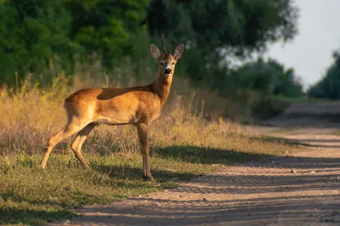 Hirsch 4K Hintergrundbild · animals · 3840×2560