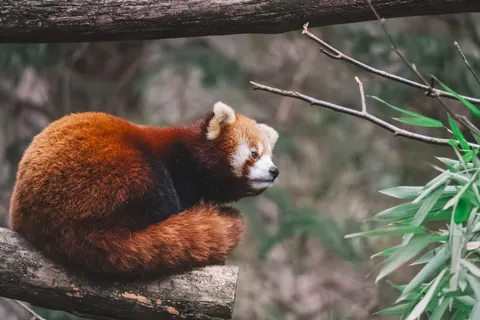 Rode Panda 4K-achtergrond · animals · 3840×2560