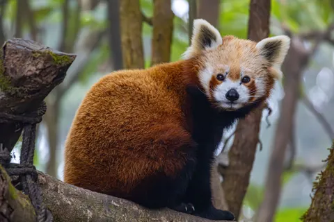 Roter Panda 4K Hintergrundbild · animals · 3840×2560