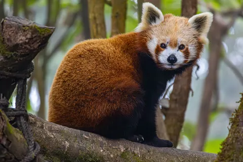 Обои Красная панда 4K · animals · 3840×2560