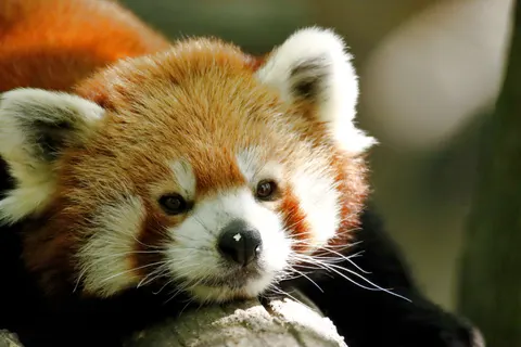 Rode Panda 4K-achtergrond · animals · 3840×2560