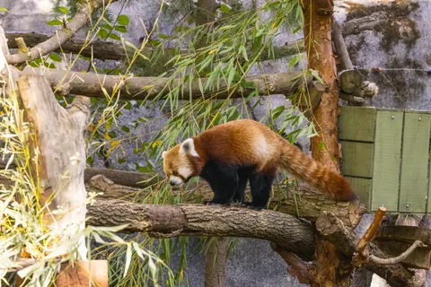Sfondo Panda Rosso 4K · animals · 3840×2561