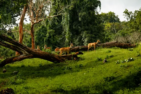 Обои Олень 4K · animals · 3840×2560