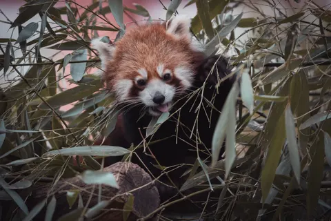 Rode Panda 4K-achtergrond · animals · 3840×2560