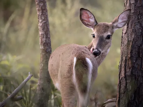 Fondo de pantalla Ciervo 4K · animals · 3840×2880