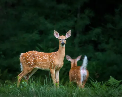 사슴 4K 배경화면 · animals · 3840×3072