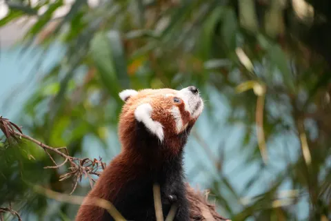 Wallpaper Panda Merah 4K · animals · 3840×2560