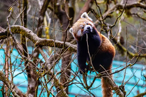 Rode Panda 4K-achtergrond · animals · 3840×2560
