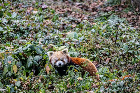 Fond d'écran Panda roux 4K · animals · 3840×2560