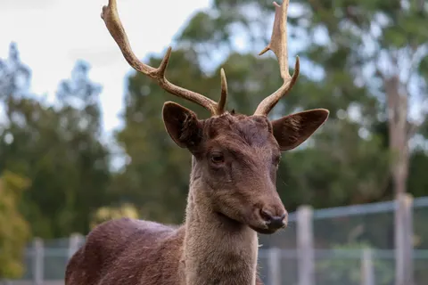 Fond d'écran Cerf 4K · animals · 3840×2560