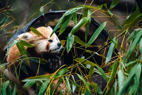 Sfondo Panda Rosso 4K · animals · 3840×2560