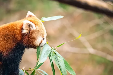 Sfondo Panda Rosso 4K · animals · 3840×2560