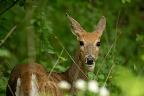 Fond d'écran Cerf 4K · animals · 3840×2560