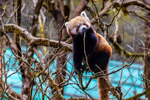 Fondo de pantalla Panda Rojo 4K · animals · 3840×2560