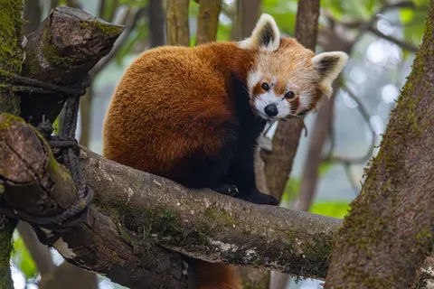 Fondo de pantalla Panda Rojo 4K · animals · 3840×2560