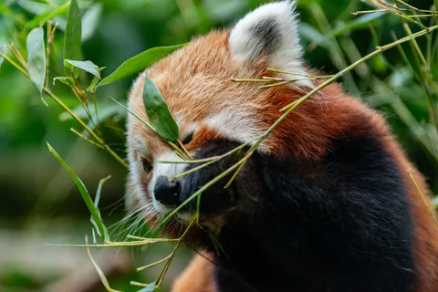 Roter Panda 4K Hintergrundbild · animals · 3840×2563