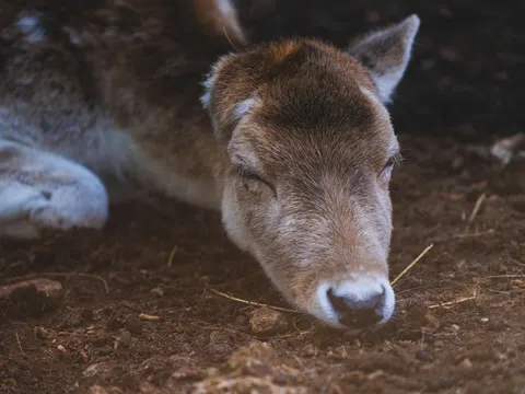 Fondo de pantalla Ciervo 4K · animals · 3840×2880