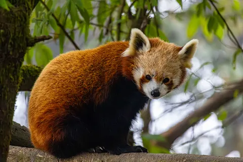 Fondo de pantalla Panda Rojo 4K · animals · 3840×2560
