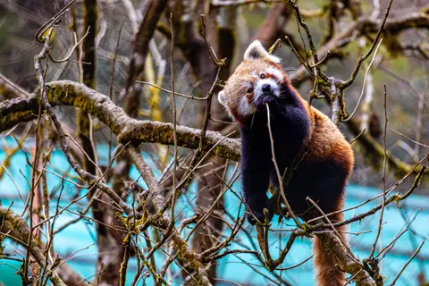Sfondo Panda Rosso 4K · animals · 3840×2560