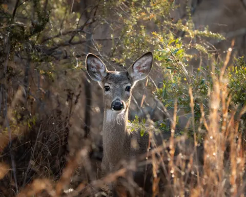 Hirsch 4K Hintergrundbild · animals · 3840×3072