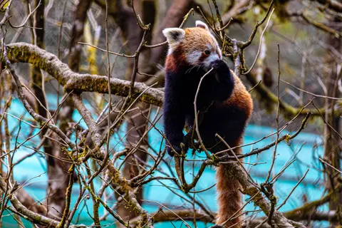 Kızıl Panda 4K Duvar Kağıdı · animals · 3840×2560