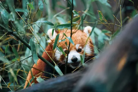 Rode Panda 4K-achtergrond · animals · 3840×2560