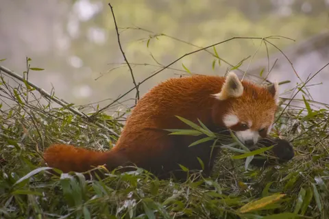 Roter Panda 4K Hintergrundbild · animals · 3840×2560
