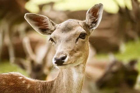 Hirsch 4K Hintergrundbild · animals · 3840×2560