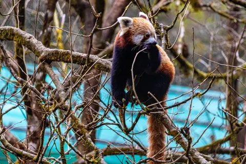 Red Panda 4K Wallpaper · animals · 3840×2560