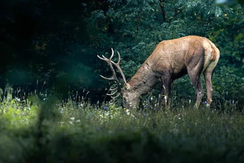 خلفية غزال بدقة 4K · animals · 3840×2560