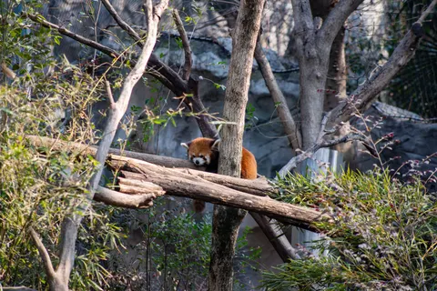 Fondo de pantalla Panda Rojo 4K · animals · 3840×2563