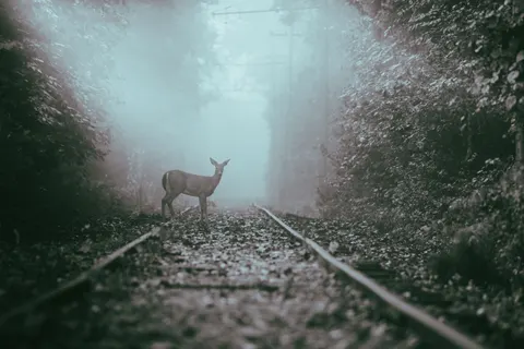 Fond d'écran Cerf 4K · animals · 3840×2563