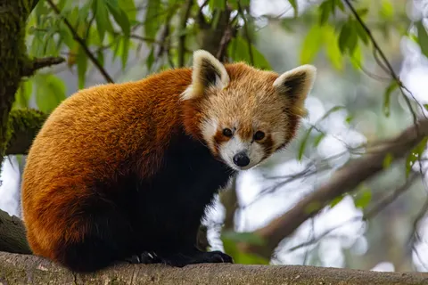 Fondo de pantalla Panda Rojo 4K · animals · 3840×2560