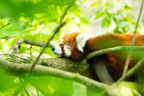 Red Panda 4K Wallpaper · animals · 3840×2560