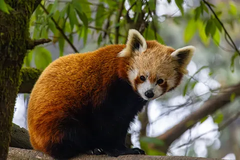 Обои Красная панда 4K · animals · 3840×2560