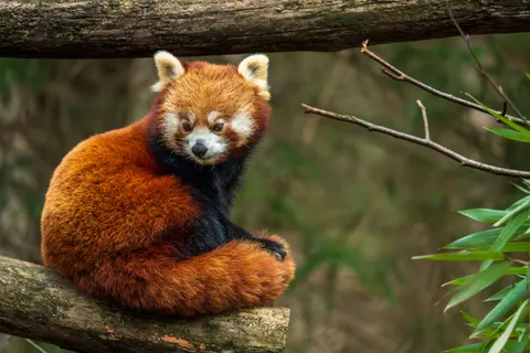 Rode Panda 4K-achtergrond · animals · 3840×2560